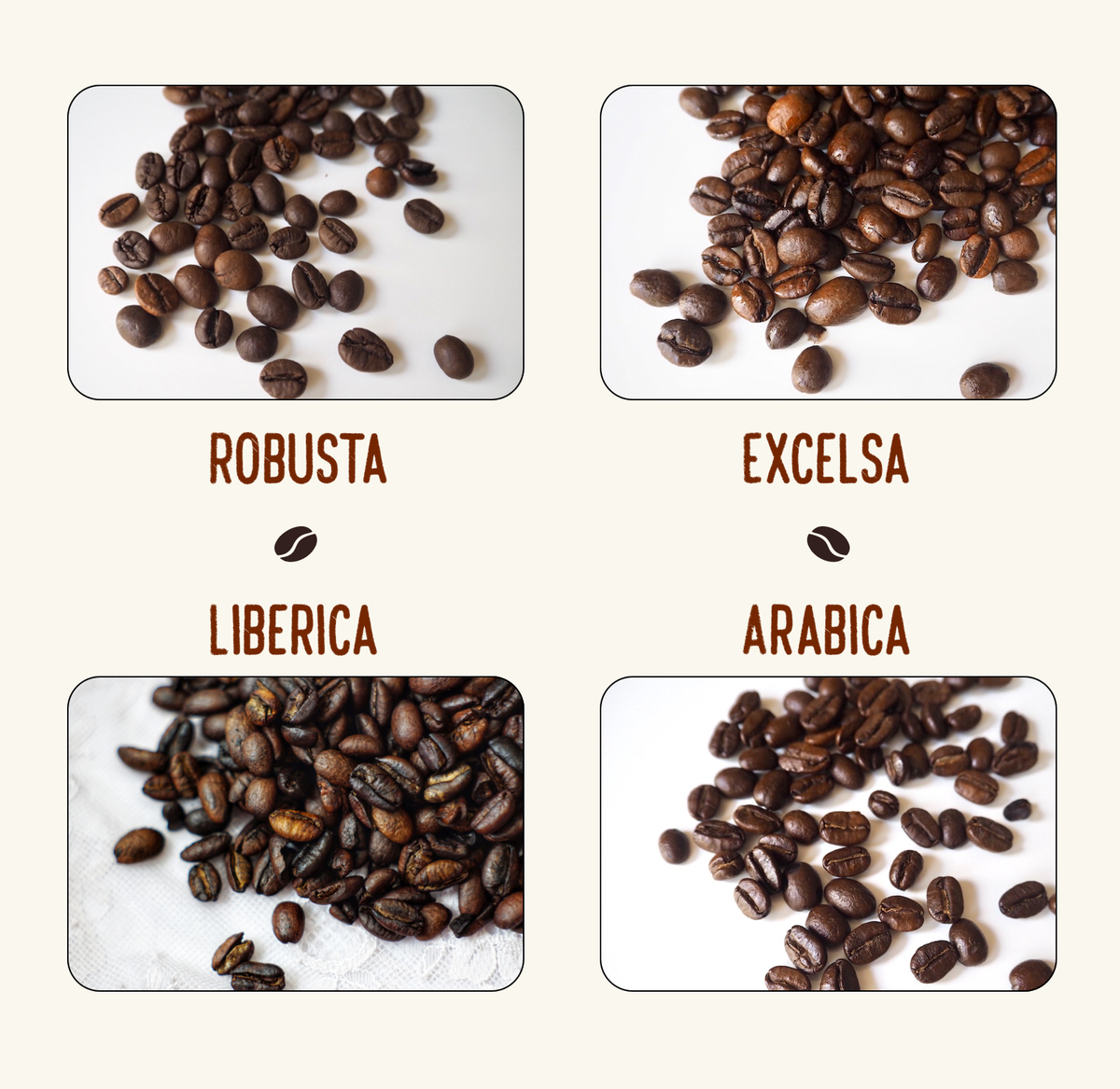 4 different types of coffee beans
