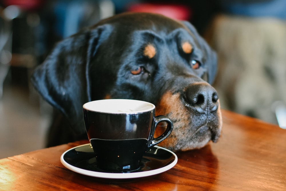 how-you-should-react-if-your-cat-or-dog-drinks-some-coffee-coffee-affection