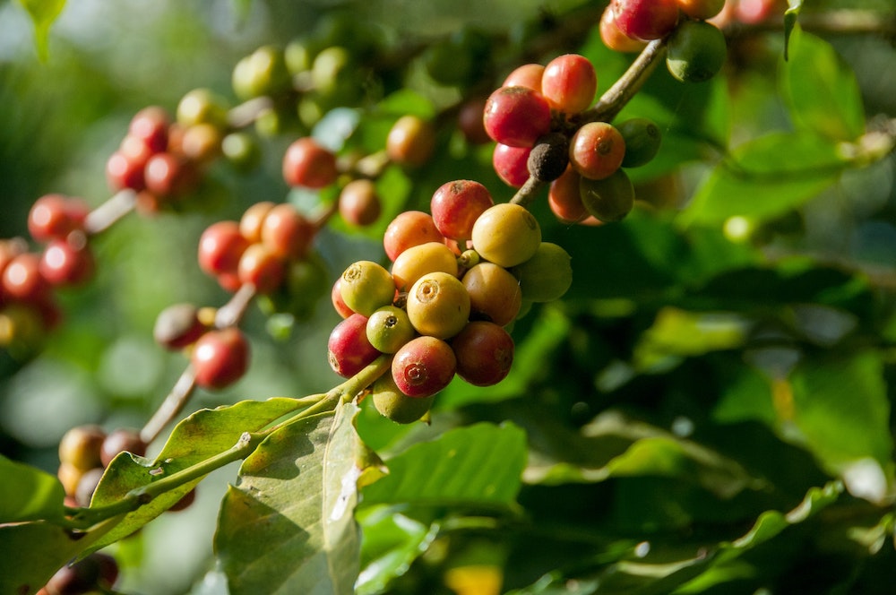 Coffee beans growing on plant