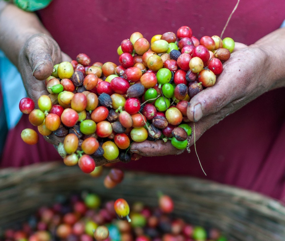 coffee cherries caffeine