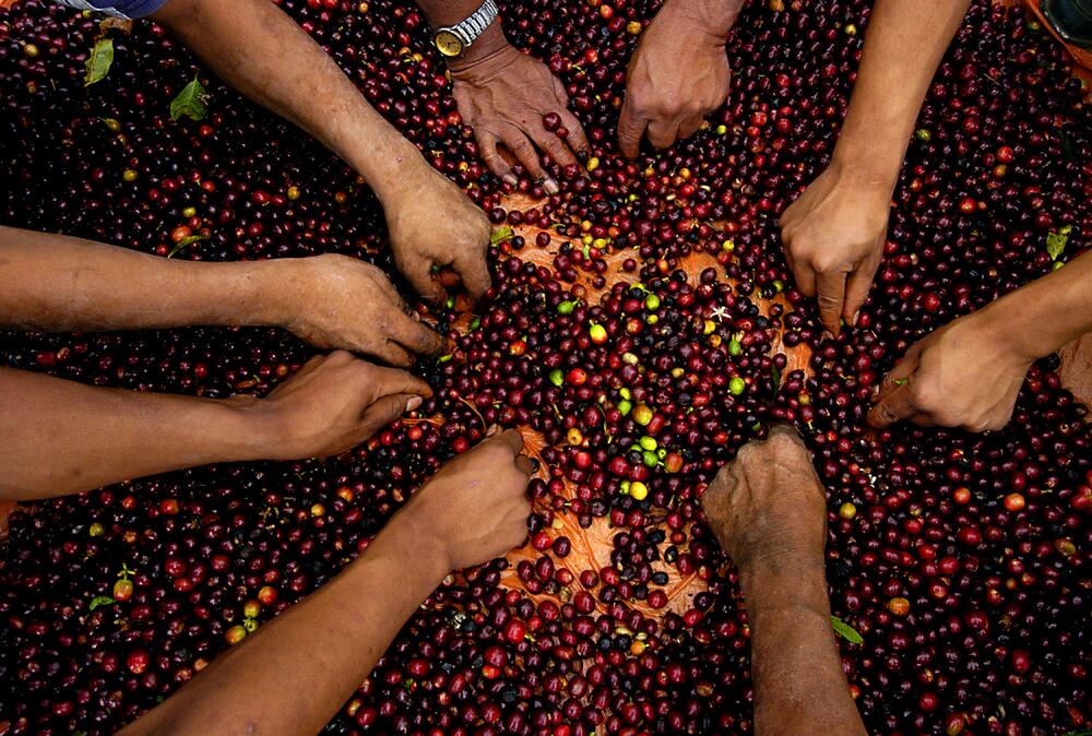 Coffee farmers sorting beans