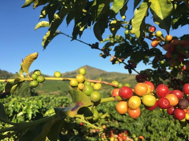 brazilian coffee seeds