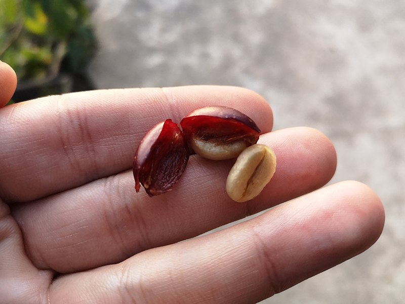 Coffee bean cherry inside