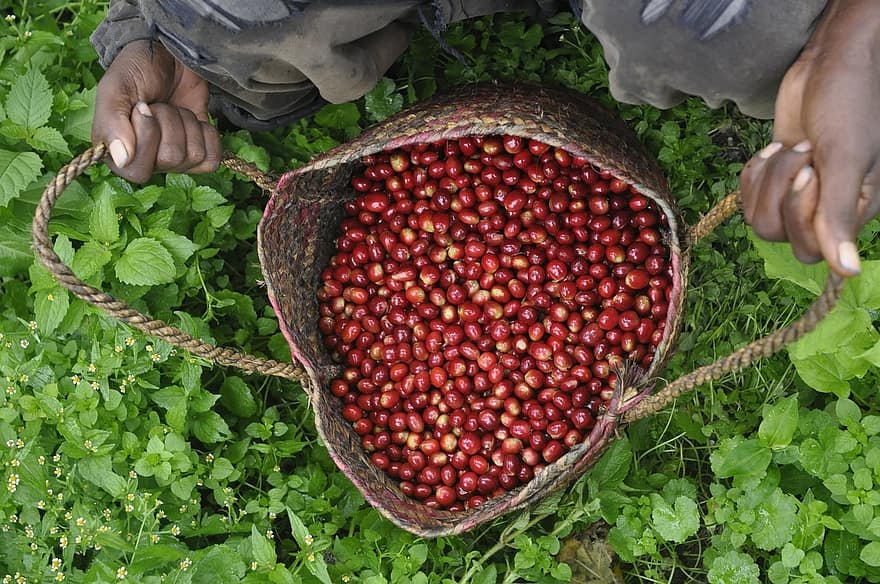 Cerezas de café frescas Etiopía