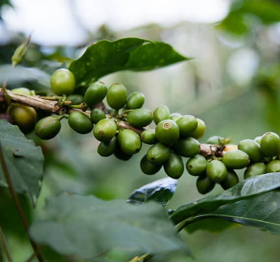 Nicaraguan coffee cherries
