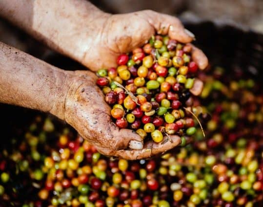 fair trade coffee beans