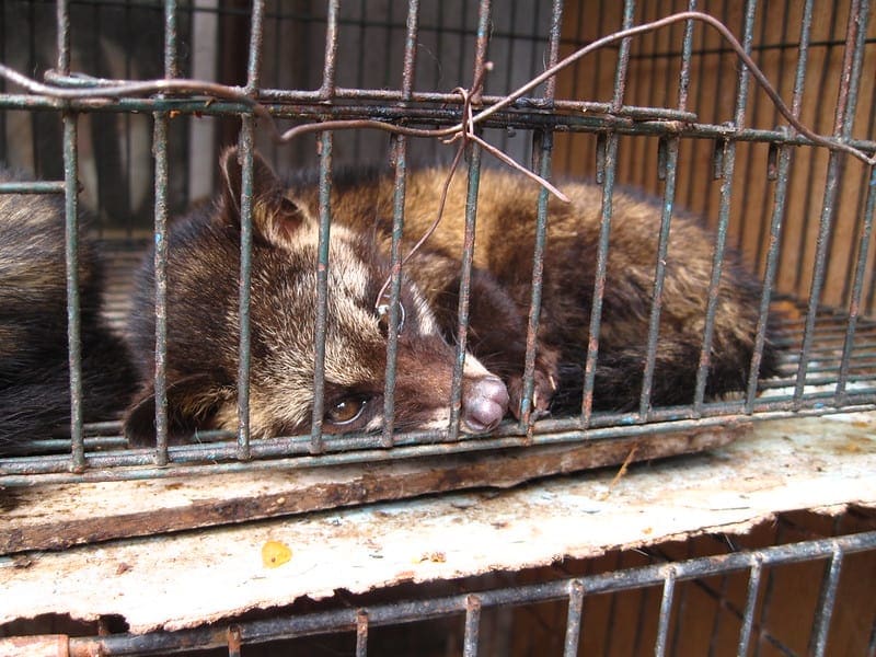 Civet in a cage
