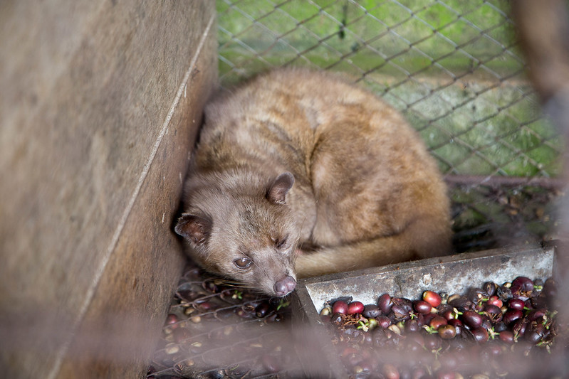 Kopi Luwak civet in cage