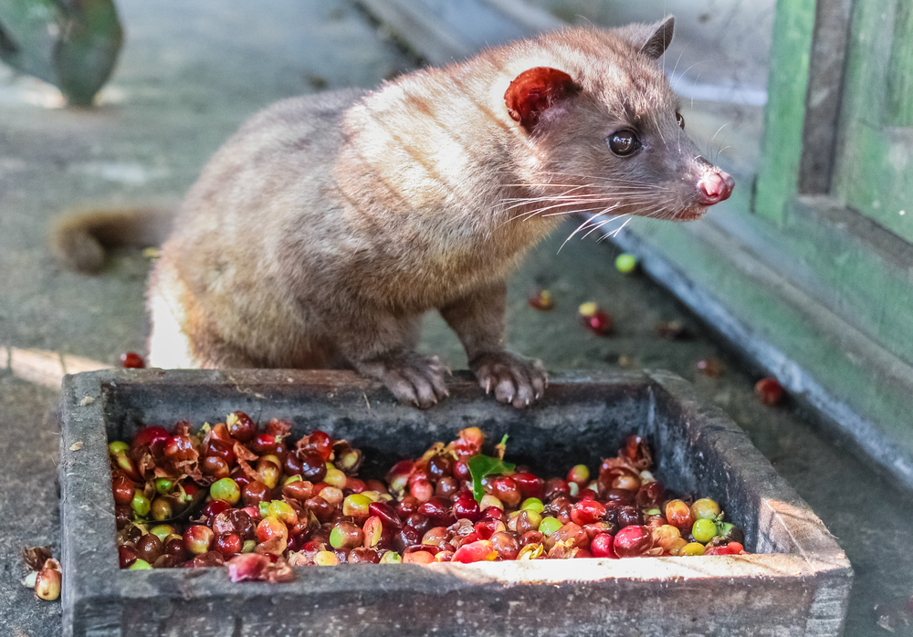 Vad är Kopi Luwak civet kaffe