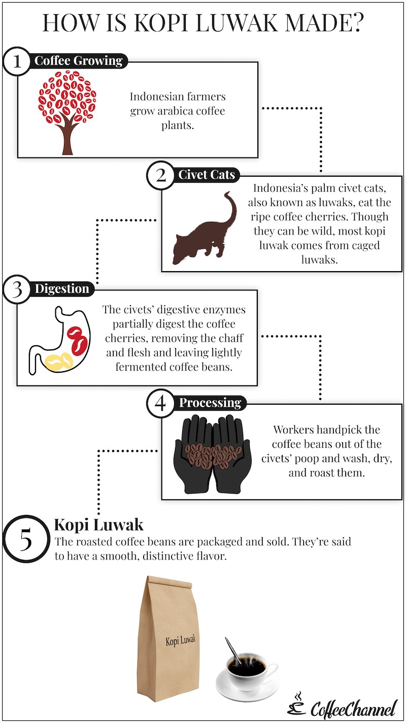 What Is Kopi Luwak? The Disturbing Story of Cat Poop Coffee - Coffee  Affection
