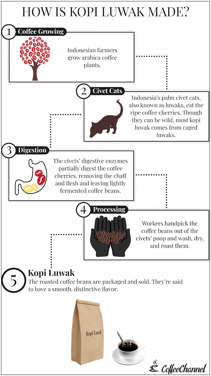 origin of luwak coffee