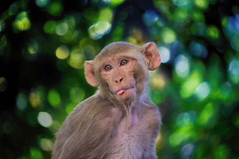 monkey poop coffee