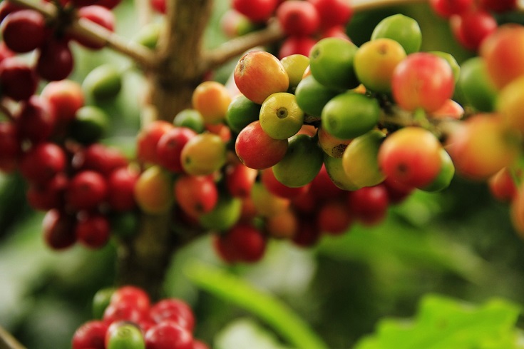 Coffee fruit