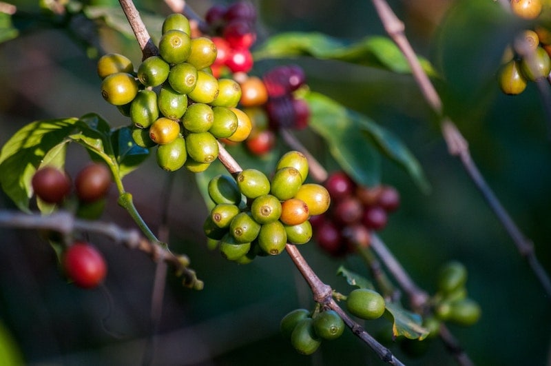 coffee cherry