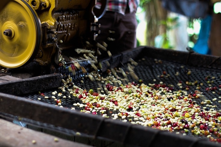 Hướng dẫn Cà phê Haiti - Helena Coffee