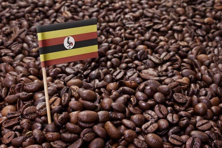 Uganda Coffee