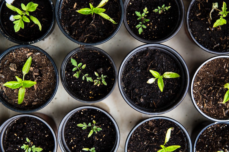 coffee grounds gardening