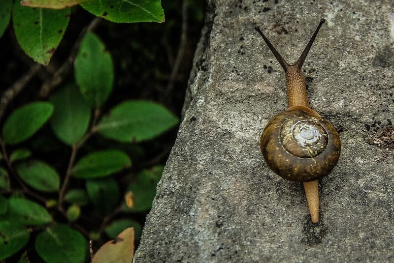 garden pests snails