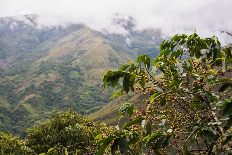 climate change and coffee