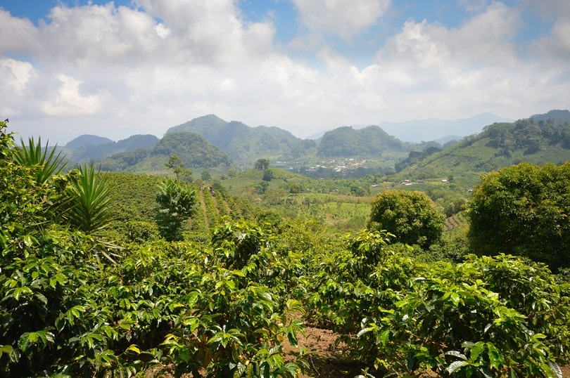 Coffee plantations in the highlands of western Honduras