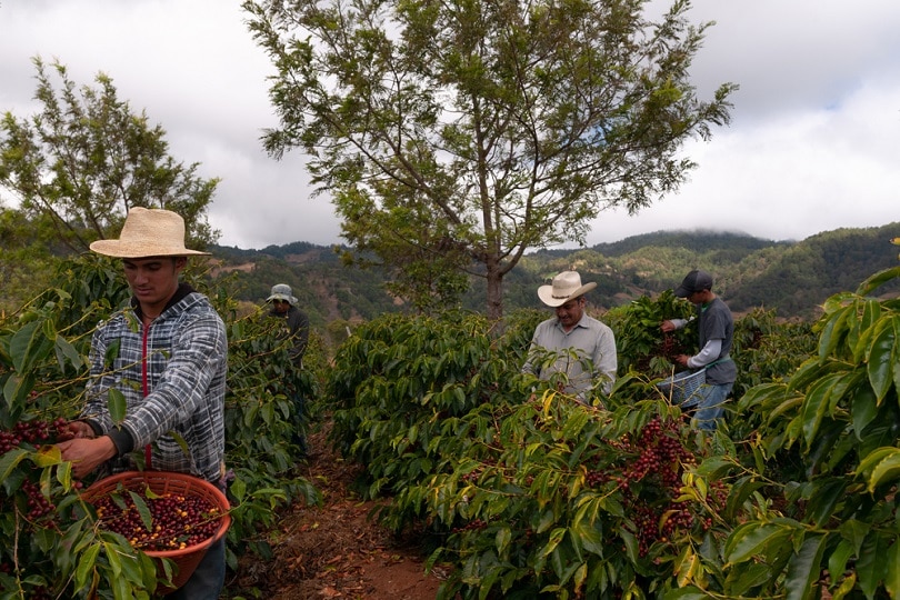 leading coffee producing countries