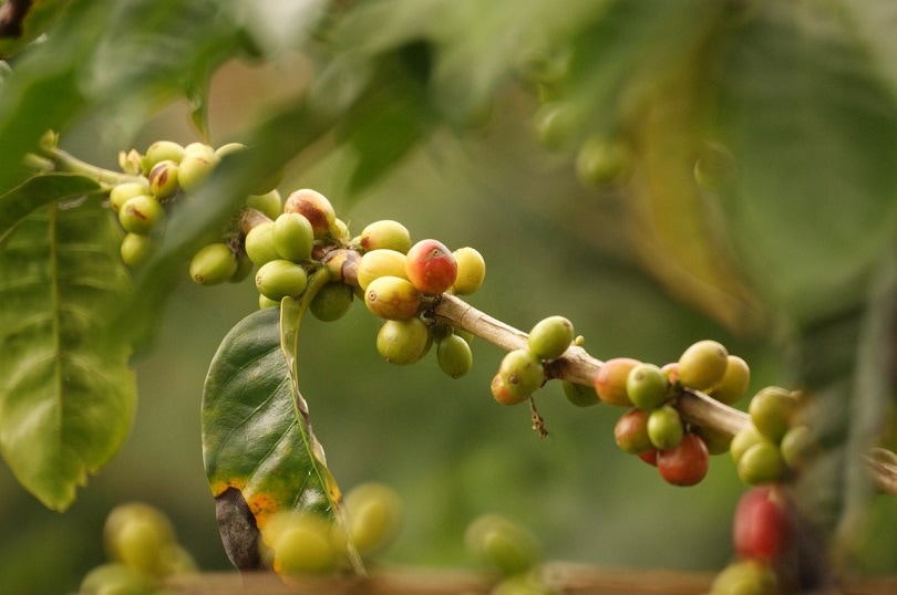 coffee colombia