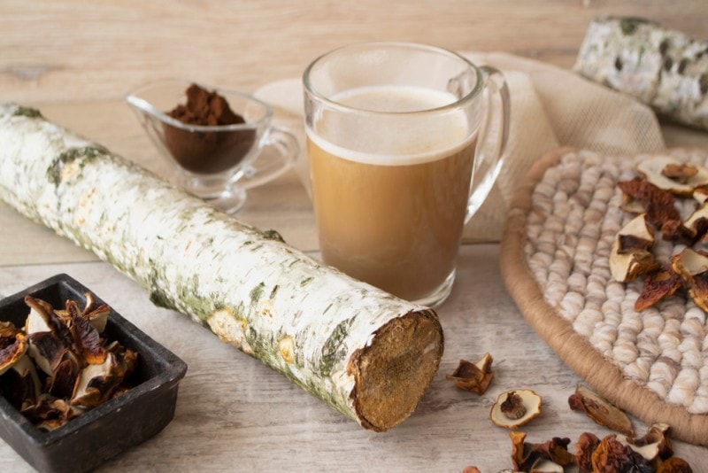 chagaccino mushroom coffee with birch branch