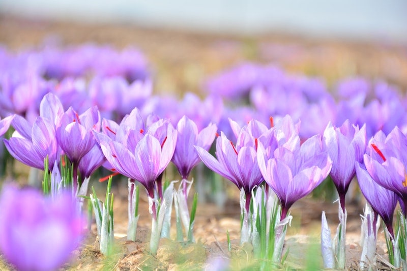 گل زعفران crocus sativus