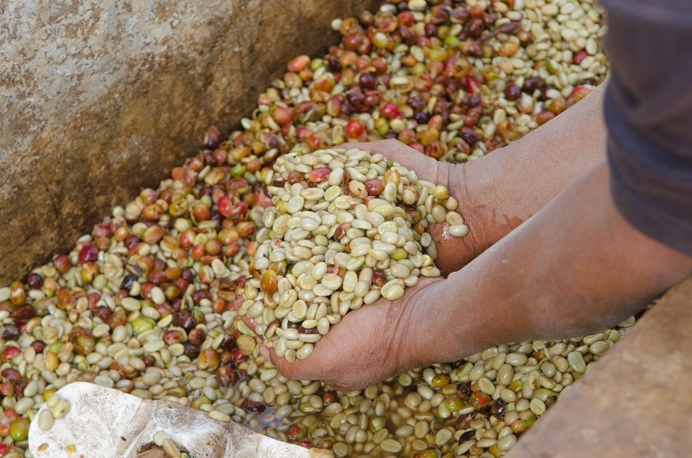 Coffee Processing 101 Washed, Natural & Honey Methods Coffee Affection