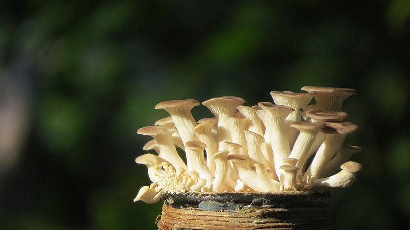 oyster mushrooms in a bottle