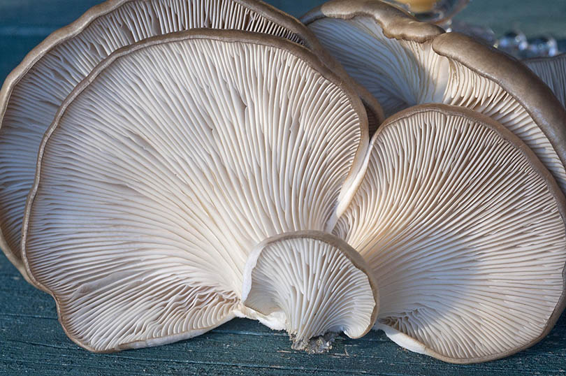 oyster mushrooms on wooden background