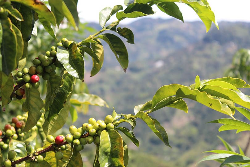 planta de cafea in zona montana