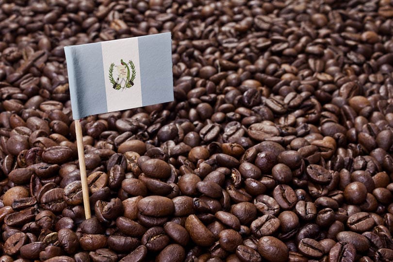 pavilionul Guatemala lipit în boabe de cafea prăjite