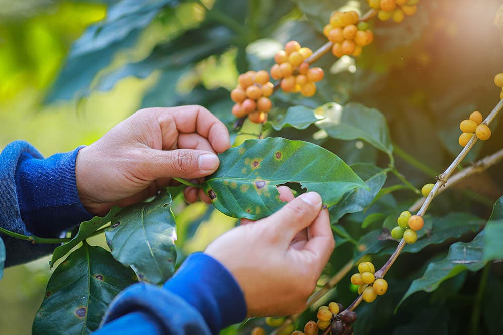 person showing coffee rust