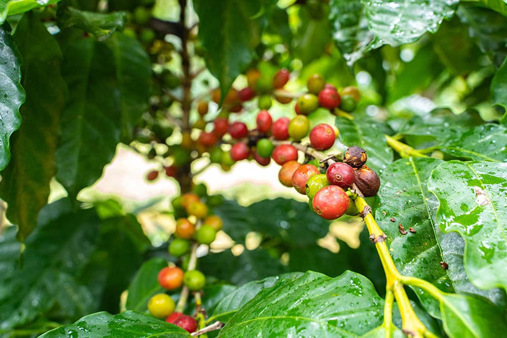 Coffee plant in El Salvador