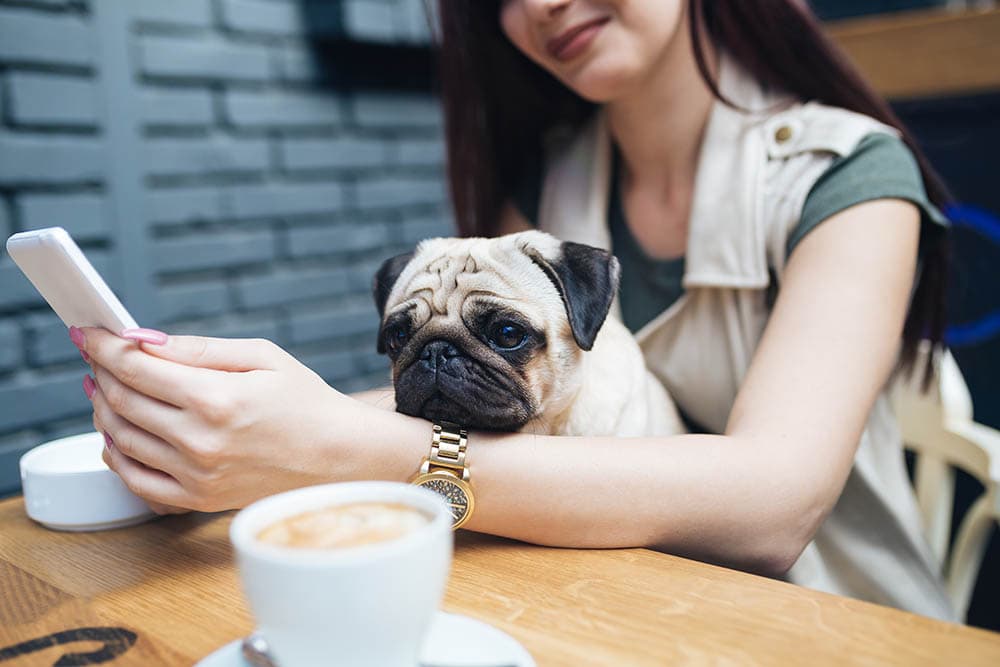 pug inside a cafe