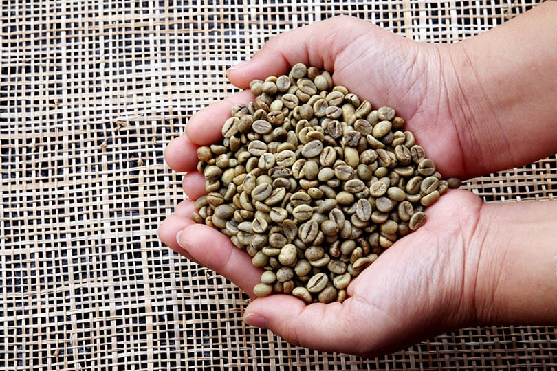 Robusta coffee bean with female hand