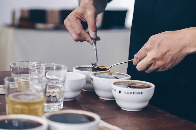 professional Q Grader preparing to test and inspecting the quality of coffee