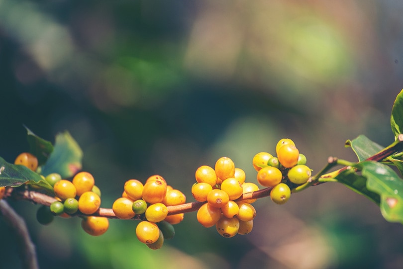 yellow bourbon berries