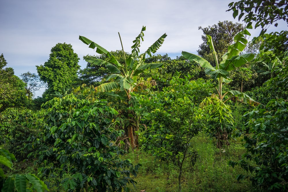 Green Coffee Beans Galapagos Islands │Shop Online Canada│Terra