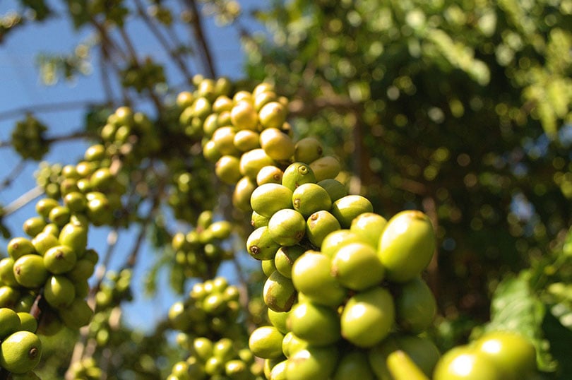 Robusta coffee plant