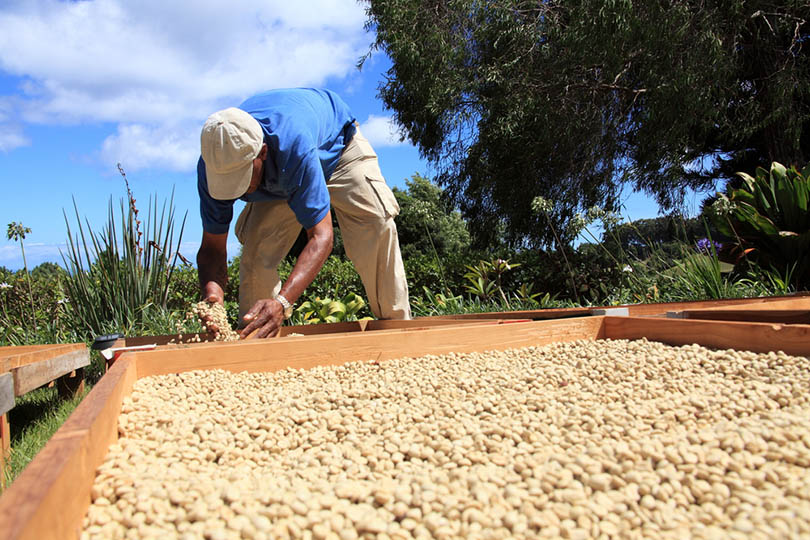 a male farmer drying coffee beans in the sun