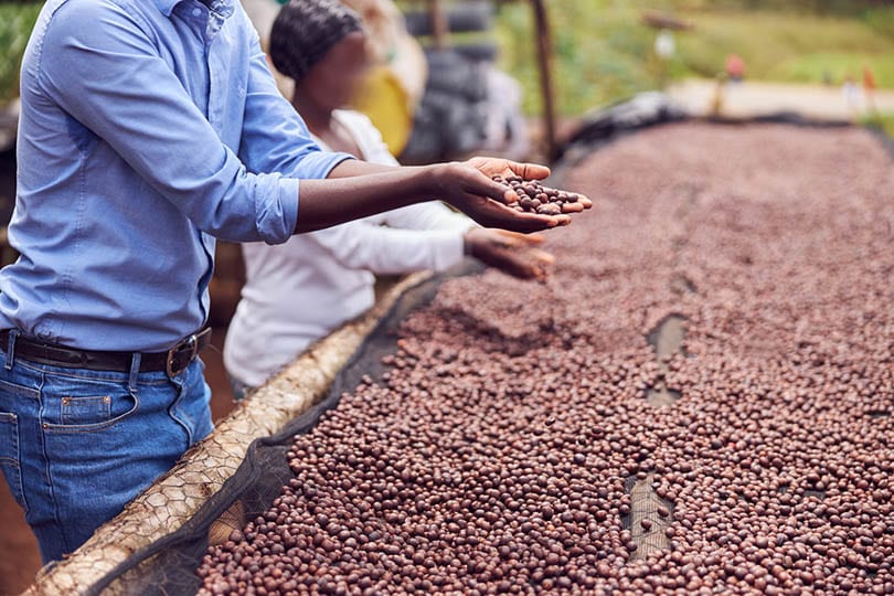 South African Coffee: Flavors, History & Brewing Tips | Coffee Affection