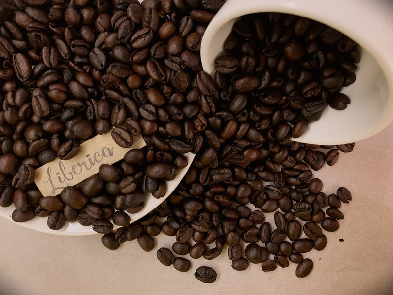 close up of roasted liberica coffee beans