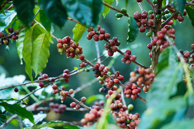 coffee beans on the trees in farm at the morning with rain drop