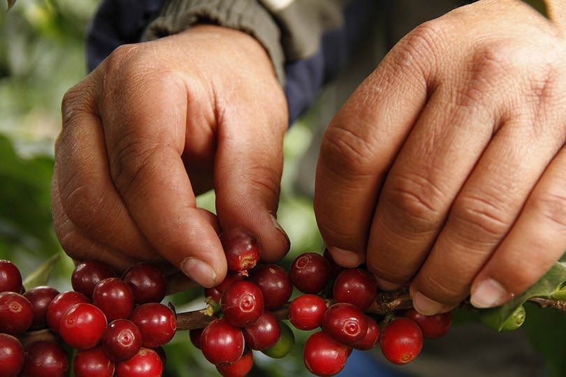 ostrihaný farmár zbierajúci kávové čerešne