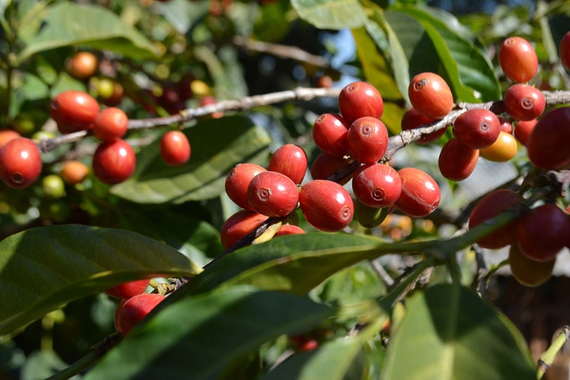 Äthiopische Kaffeepflanze
