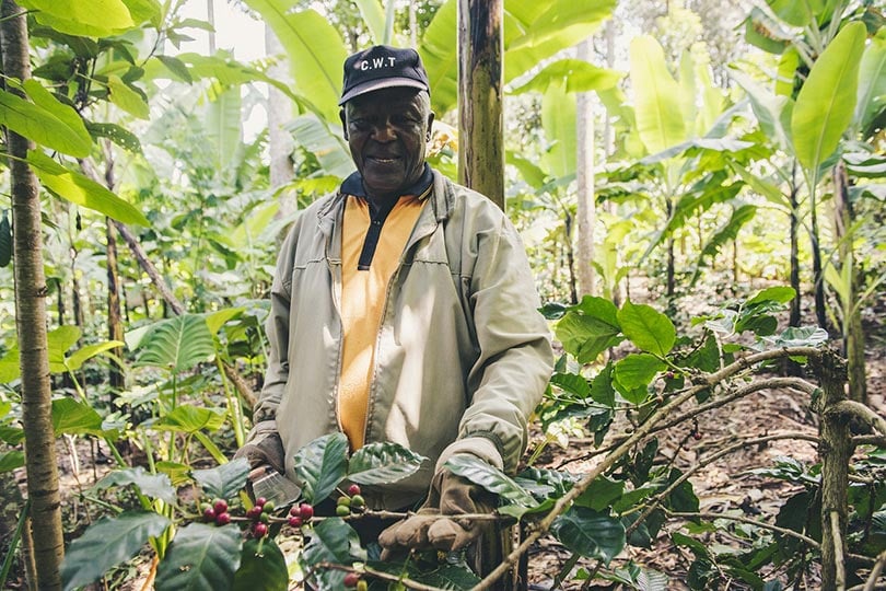 a male farmer holding on a branch of a shade grown coffee plant in Tanzania