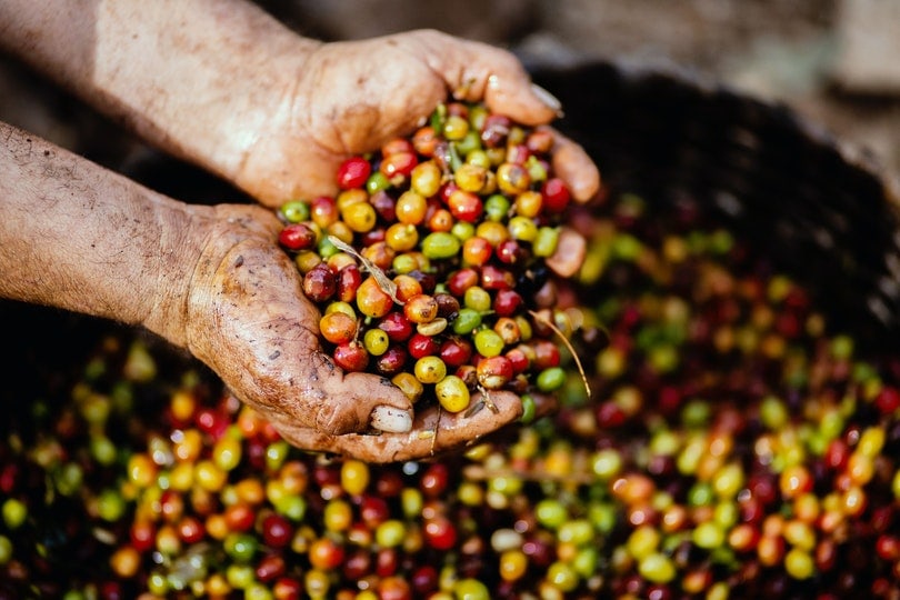 coffee berries on a person's hand