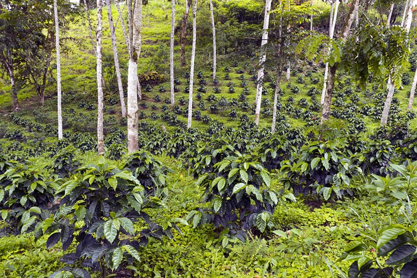 Shade grown shop coffee